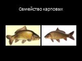 Классификация семейства рыб Слайд: 9