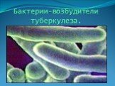 Бактерии-возбудители туберкулеза.