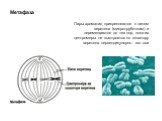Метафаза. Пары хроматид прикрепляются к нитям веретена (микротрубочкам) и перемещаются до тех пор, пока их центромеры не выстроятся по экватору веретена перпендикулярно его оси