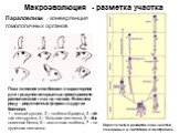 Параллелизм – конвергенция гомологичных органов. Поза «стояния столбиком» и характерное для грызунов открытых пространств расположение глаз на голове. В нижнем ряду – родственные формы в других биотопах. 1 – малый суслик, 2 – полёвка Брандта, 3 –жёл-тая пеструшка, 4 – большая песчанка, 5 – обык-нове