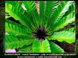 Папоротниковидные – большая группа споровых растений, насчитывающая свыше 10 тыс. видов. ПАПОРОТНИКИ – одна из древнейших групп наземных растений, встречаются на всех континентах в любой климатической зоне.