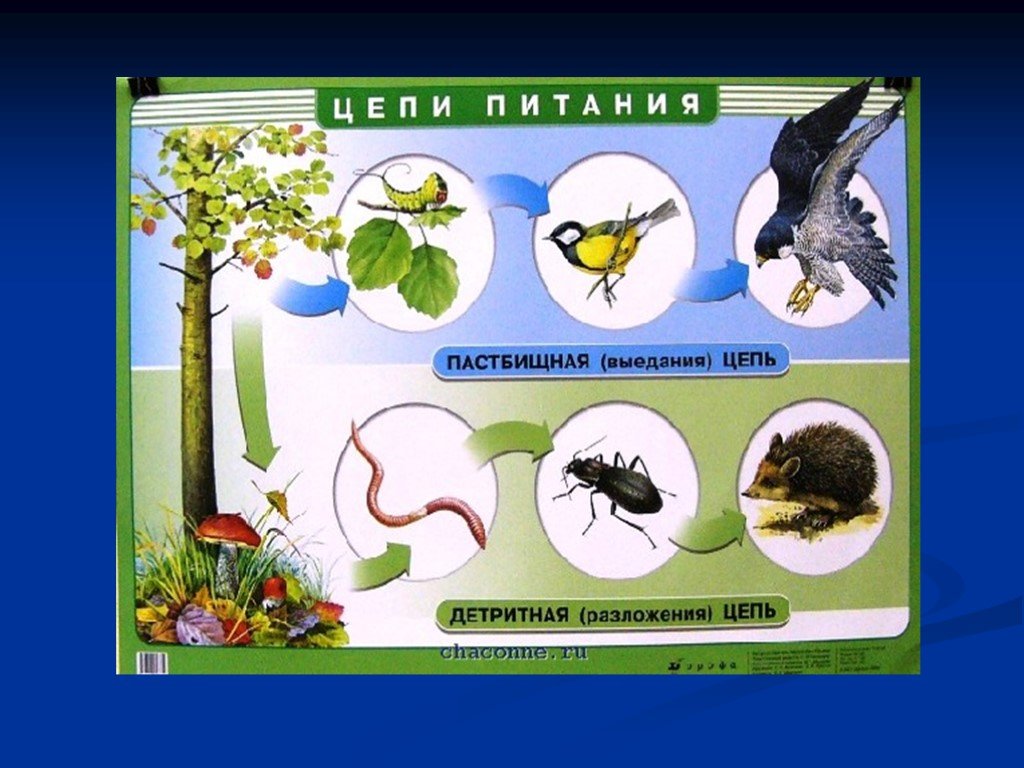Урок 5 класс природные сообщества пасечник. Природное сообщество экосистема. Схема природного сообщества. Понятие о природном сообществе биогеоценозе и экосистеме. Схема взаимосвязи организмов в природном сообществе.