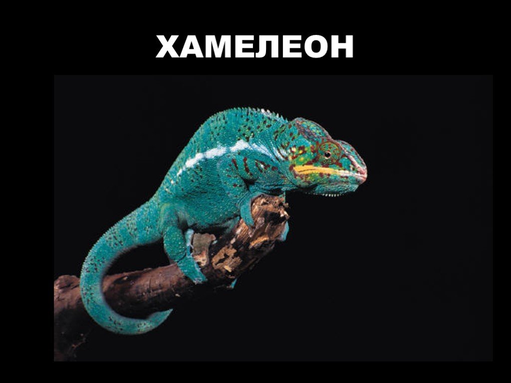 Хамелеон минус. Хамелеон презентация. Хамелеон тема. Информация о хамелеоне. Проект про хамелеонов.