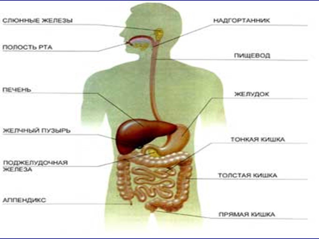 Пищевод желудок железы желудка