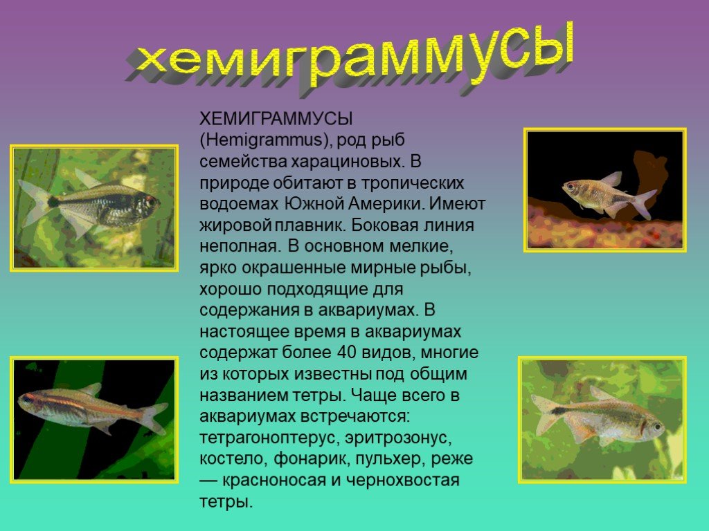 Рыбы 11 класс. Род рыб. Роды рыб. Семейство тропических рыб биология. Биология рыб род.