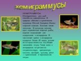 ХЕМИГРАММУСЫ (Hemigrammus), род рыб семейства харациновых. В природе обитают в тропических водоемах Южной Америки. Имеют жировой плавник. Боковая линия неполная. В основном мелкие, ярко окрашенные мирные рыбы, хорошо подходящие для содержания в аквариумах. В настоящее время в аквариумах содержат бол