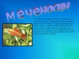 МЕЧЕНОСЦЫ (ксифофорусы) (Xiphophorus), род живородящих рыб семейства пецилиевых. Распространены в пресных и солоноватых водоемах Мексики, Гватемалы и Гондураса. Представители рода являются одними из наиболее популярных аквариумных рыб. В России известны с начала 20 века. Род получил название из-за в