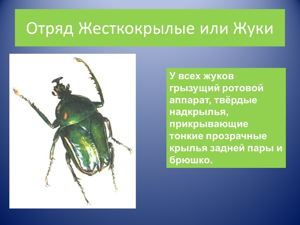 Представители класса жуков. Отряд жесткокрылые. Отряд жесткокрылые или жуки. Отряды насекомых жесткокрылые. Отряд насекомых жесткокрылые представители.