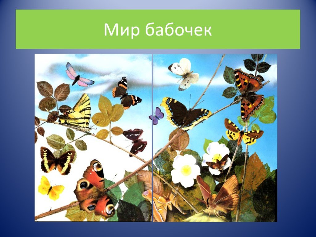 Тест по биологии многообразие насекомых 7 класс. Разнообразие насекомых презентация. Разнообразие бабочек видео для детей.