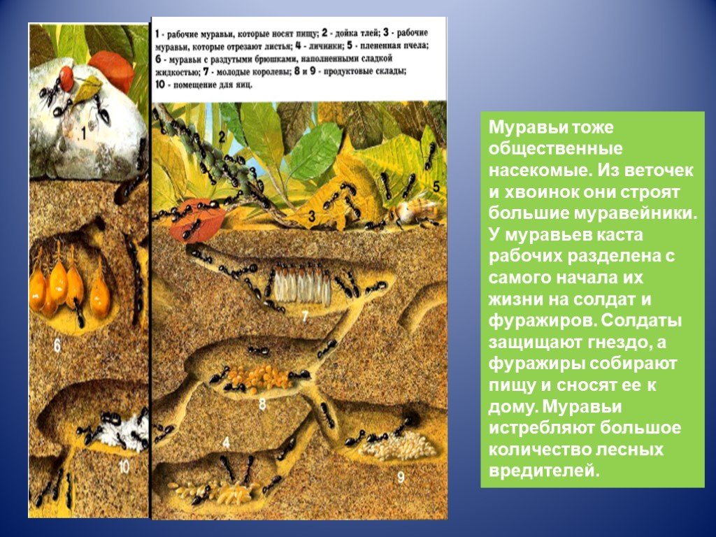 Муравьи общественные насекомые