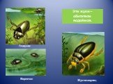 Гладыш Вертячки Жук-плавунец. Эти жуки – обитатели водоёмов.