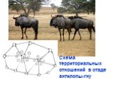 Схема территориальных отношений в стаде антилопы-гну