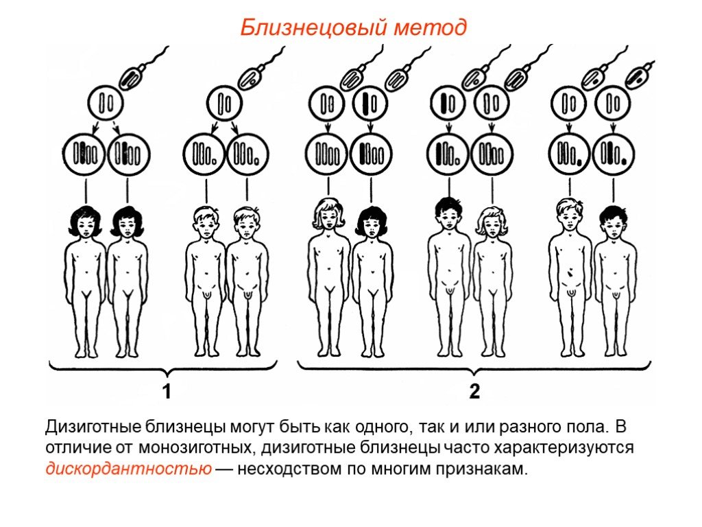 Близнецы проект по биологии