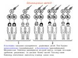 Близнецовый метод. Близнецами называют одновременно родившихся детей. Они бывают монозиготными (однояйцевыми) и дизиготными (разнояйцевыми). Монозиготные близнецы развиваются из одной зиготы, которая на стадии дробления разделилась на две (или более) частей. Поэтому такие близнецы генетически иденти