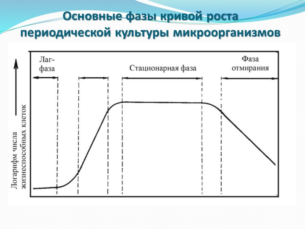 Основная фаза. Логарифмическая фаза роста микроорганизмов. Основные фазы Кривой роста периодической культуры микроорганизмов. Кривая роста, фазы роста бактерий. Рост бактерий в периодической культуре.