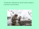 Снежные обезьяны моют свою пищу в горячих источниках.