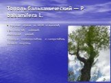 Тополь бальзамический — Р. balsamifera L. Крупное дерево до 20-25 м высотой, с раскидистой, широкой, яйцевидной кроной. Довольно морозоустойчив и газоустойчив, выносит полутень.