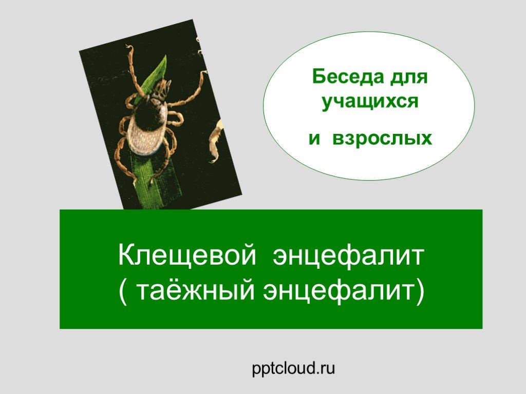 Таежный клещевой энцефалит. Беседы о клещевом энцефалите. Клещевой энцефалит презентация. Клещевой энцефалит презентация для учащихся.