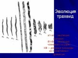 Эволюция трахеид. а1-а4 – эволюция волокон; б1-б4 – эволюция члеников сосудов; I-III – длинные трахеиды из примитивных древесин