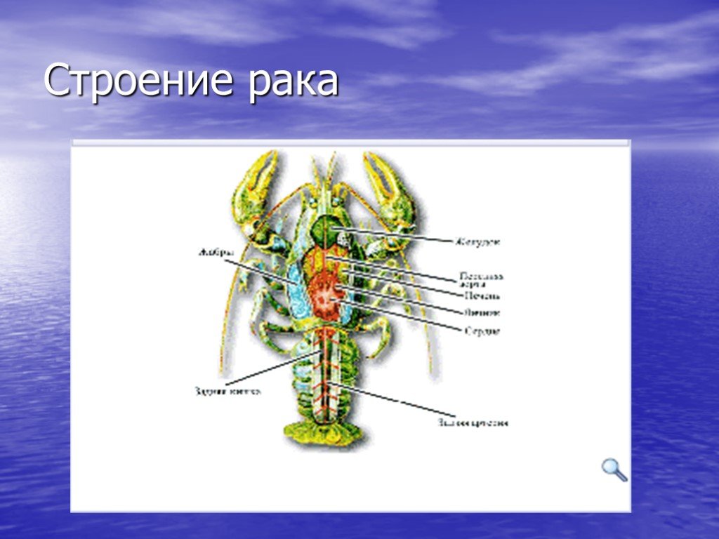 Рак 7 июля. Строение рачка 7 класс. Органы речного рка ЯКЛАСС картинка.