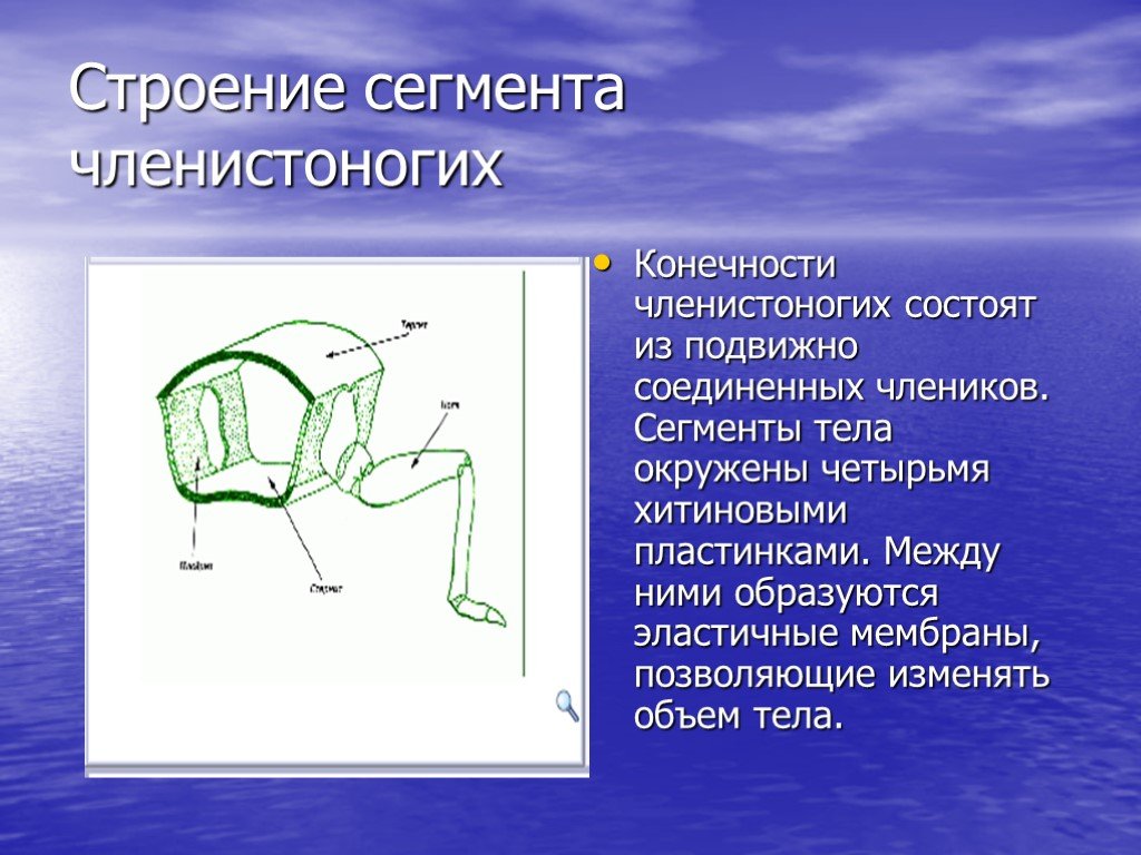 Тело сегментировано. Членистые конечности членистоногих. Строение ноги членистоногих. Членистое строение конечностей. Сегментированное строение тела членистоногих.