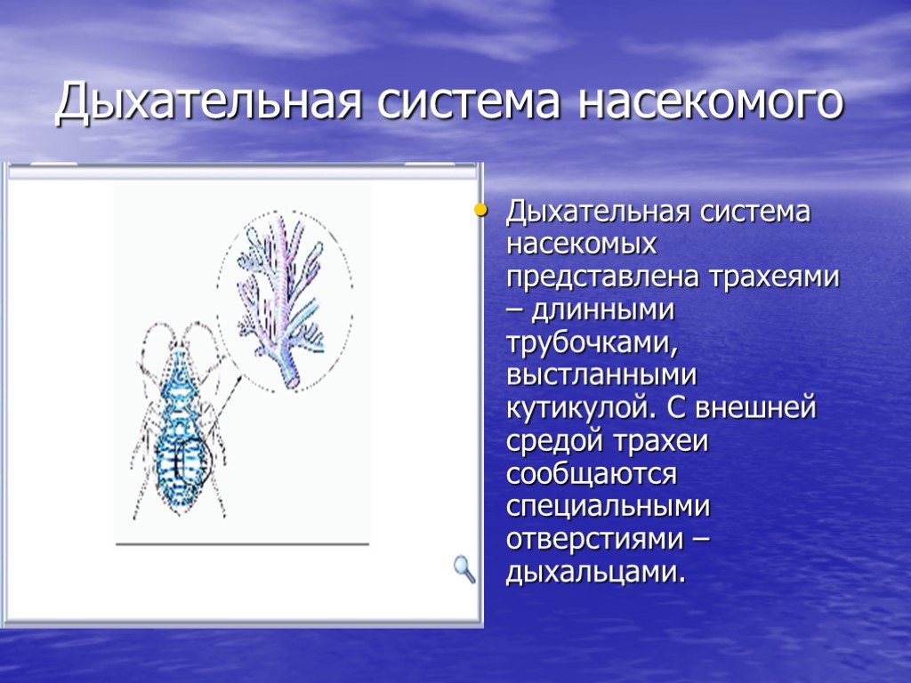 Дыхательная система насекомых рисунок