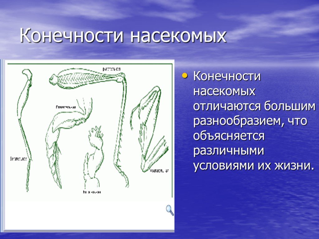 Виды конечностей. Конечности насекомых. Плавательная конечность насекомых. Конечности бабочки. Конечности насекомых 7 класс.