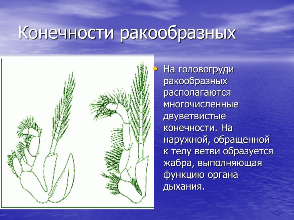 Двуветвистая конечность ракообразных схема