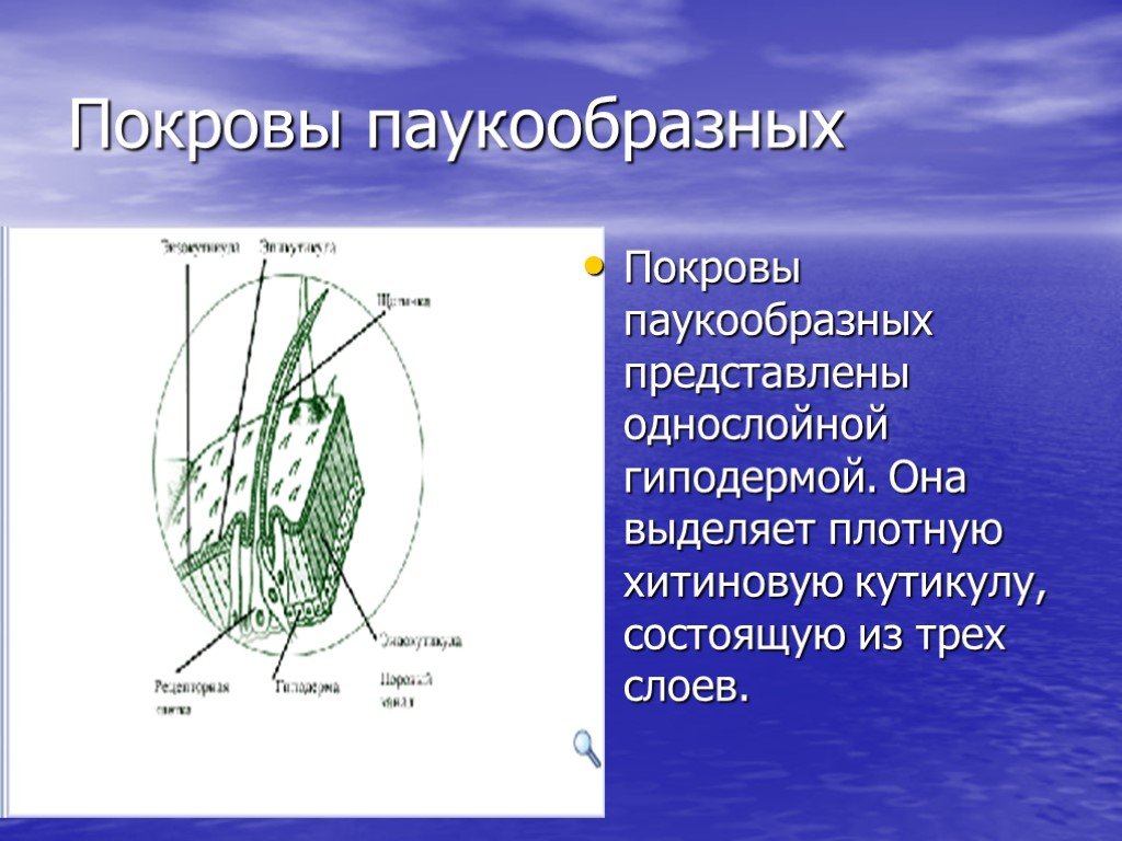 Покровы паукообразных представлены. Покров паукообразных. Покровы тела паукообразных. Класс паукообразные Покров. Хитиновый Покров паукообразных.