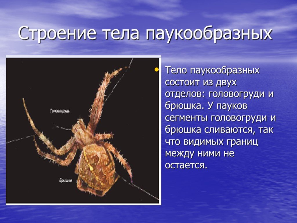 Паукообразные головогрудь и брюшко. Тело паукообразных состоит. Тело паукообразных состоит из отделов. Тело состоит из двух отделов головогруди и брюшка.