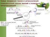 Схема введения генов и установления гомозиготной линии мышей с помощью микроинъекций. MDR1- ген множественной лекарственной устойчивости