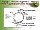 Структура экспрессирующего вектора pKSV-10 для трансгенеза животных. рисунок из книги Л.И. Патрушева Экспрессия генов, 2004
