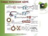 Схема получения кДНК. http://bannikov.narod.ru/