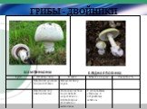 Шляпочные грибы Слайд: 8