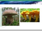 чем отличаются эти грибы?