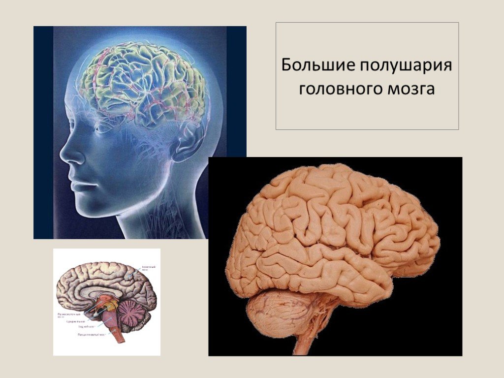 В мозгу есть область