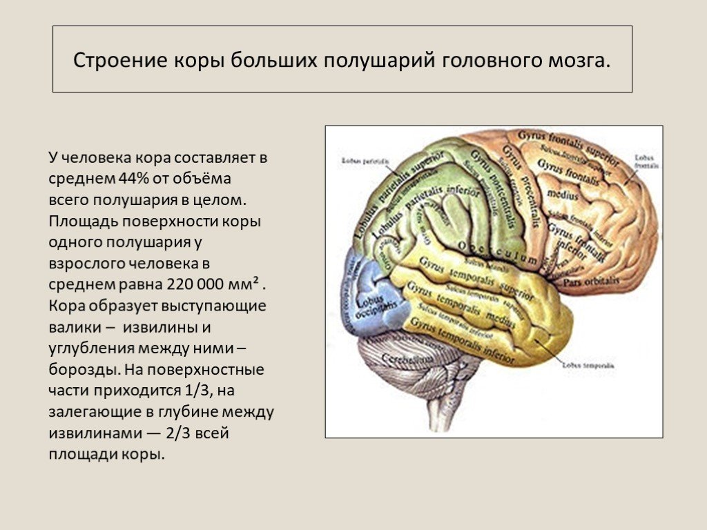 Полушария входят в состав мозга. Строение коры головного мозга 8 класс. Доли полушария большого мозга биология 8 класс. Функции коры больших полушарий головного мозга анатомия.