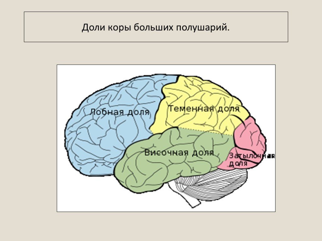 Перечислите доли головного мозга. Доли коры больших полушарий мозга. Строение больших полушарий доли. Строение головного мозга доли коры.