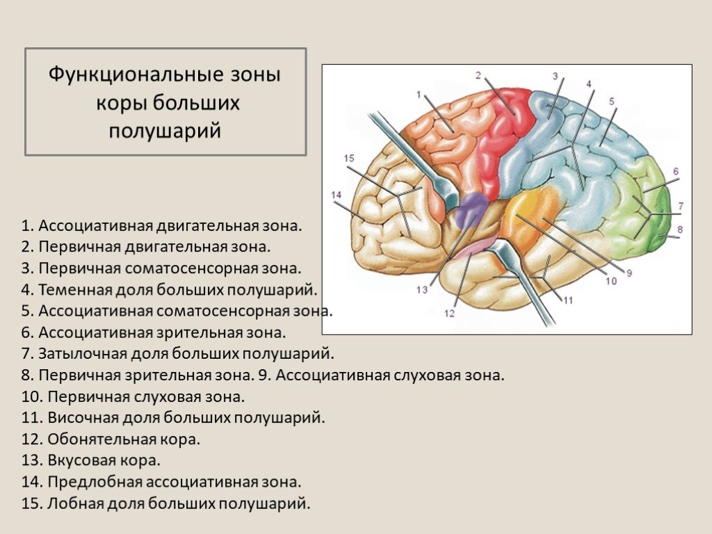 Функциональные зоны мозга. Функциональные зоны головного мозга. Функциональные зоны коры больших полушарий. Центры анализаторов в коре головного мозга таблица. Функциональные зоны коры слуховая Зрительная.