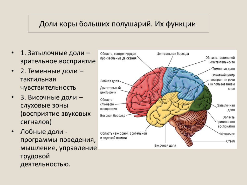 Структура и функции больших полушарий. Функции височных отделов головного мозга. Функции височной доли головного мозга. Функции теменной доли головного мозга.