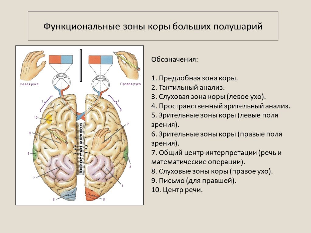 Основные зоны коры мозга. Фунциальный зоны головного мозга. Функциональные зоны больших полушарий головного мозга. Зрительная зона коры больших полушарий головного мозга. Функциональные зоны коры больших полушарий.
