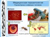 Регионы мира, наиболее сильно страдающие от малярии. Медицинская паразитология Паразитарные инфекции человека. Малярия. Разрушение эритроцитов при выходе плазмодиев. Plasmodium vivax Anopheles gambiae