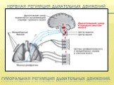 Нервная регуляция дыхательных движений. Гуморальная регуляция дыхательных движений.