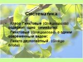 Систематика. Класс Гинкговые (Ginkgoopsida) содержит одно семейство: Гинкговые (Ginkgoaceae) с одним современным видом: Гинкго двулопастный (Ginkgo biloba) .