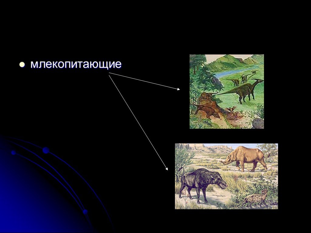 Ароморфозы млекопитающих. Ароморфоз слона. Ароморфоз лошади. Ароморфоз жирафа. Рептилии дали начало млекопитающим.