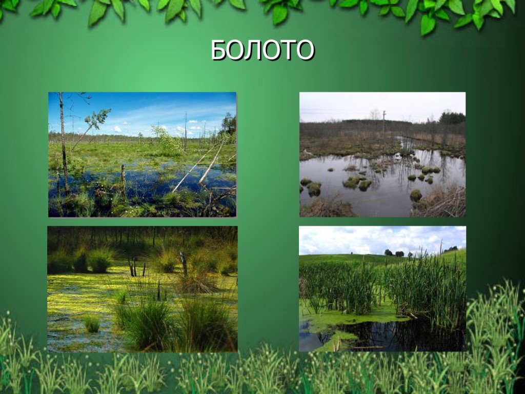 Сообщество болото 5 класс биология. Природное сообщество болото. Экосистема болота. Что такое болото 4 класс. Болото и его обитатели.