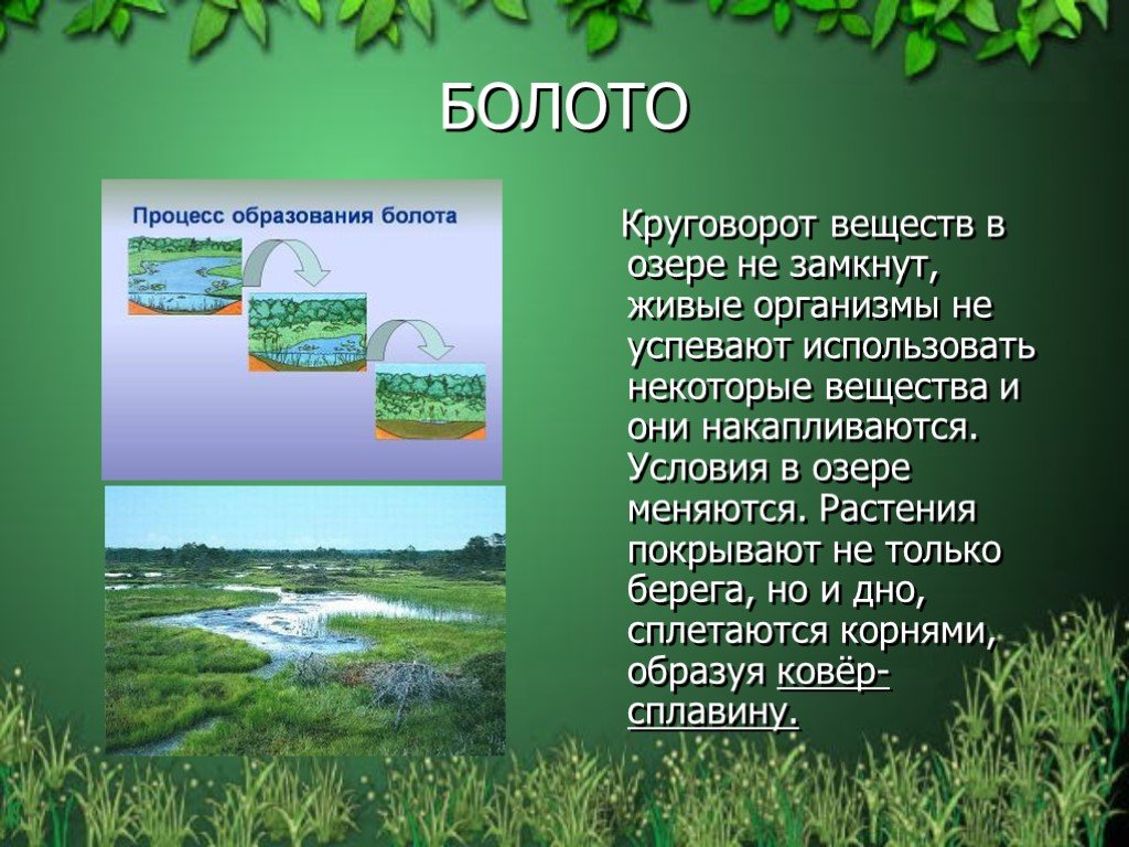 Какие организмы составляют болото