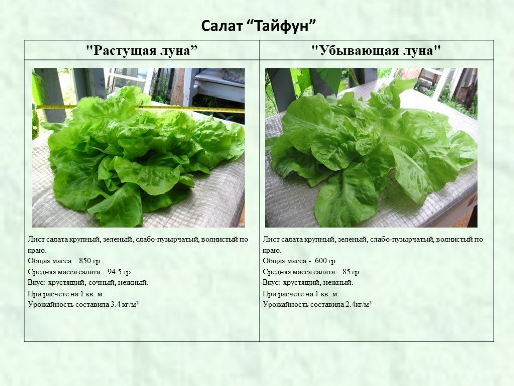 Сколько весит салат. Салат Тайфун листовой. Салат листовой вес. Вес 1 листа салата. Вес листа салата.