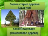 Самые старые деревья (2125 лет). Секвойядендрон (мамонтовое дерево)