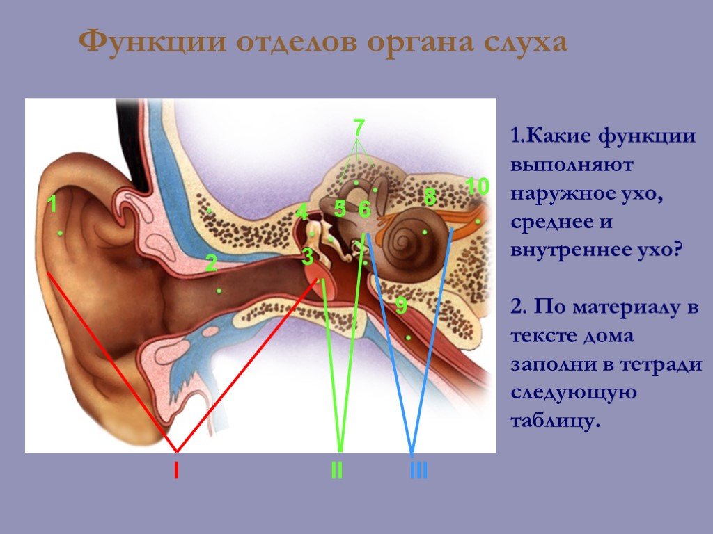 Воздух заполняет наружное ухо. Слуховой анализатор. Органы слуха и равновесия. Строение органа слуха. Отделы органа слуха и равновесия. Строение анализатора слуха и равновесия.